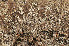  ( - BG-L-96336)  @11 [ ] CreativeCommons - Attribution Non-Commercial (2014) Einar Timdal Natural History Museum, University of Oslo, Norway