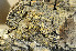  ( - O-L-22718)  @11 [ ] CreativeCommons - Attribution Non-Commercial (2013) Einar Timdal Natural History Museum, University of Oslo, Norway