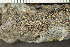 ( - O-L-38310)  @11 [ ] CreativeCommons - Attribution Non-Commercial (2017) Einar Timdal Natural History Museum, University of Oslo, Norway