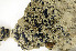  (Pilophorus dovrensis - O-L-116802)  @11 [ ] CreativeCommons - Attribution Non-Commercial (2013) Einar Timdal Natural History Museum, University of Oslo, Norway
