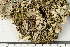  ( - O-L-123152)  @11 [ ] by-nc (2022) Einar Timdal University of Oslo, Natural History Museum