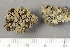  ( - O-L-123823)  @11 [ ] by-nc (2020) Einar Timdal Natural History Museum, University of Oslo, Norway