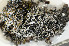  ( - O-L-141618)  @11 [ ] CreativeCommons - Attribution Non-Commercial (2013) Einar Timdal Natural History Museum, University of Oslo, Norway