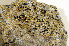  ( - O-L-141630)  @11 [ ] CreativeCommons - Attribution Non-Commercial (2013) Einar Timdal Natural History Museum, University of Oslo, Norway