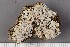  (Buellia elegans - O-L-144848)  @11 [ ] CreativeCommons - Attribution Non-Commercial Share-Alike (2017) Unspecified University of Oslo, Natural History Museum