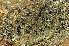  ( - O-L-145278)  @11 [ ] CreativeCommons - Attribution Non-Commercial (2013) Einar Timdal Natural History Museum, University of Oslo, Norway