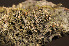  ( - O-L-149057)  @11 [ ] CreativeCommons - Attribution Non-Commercial (2014) Einar Timdal Natural History Museum, University of Oslo, Norway