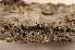  ( - O-L-151124)  @11 [ ] CreativeCommons - Attribution Non-Commercial (2014) Einar Timdal Natural History Museum, University of Oslo, Norway