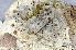  ( - O-L-154766)  @11 [ ] CreativeCommons - Attribution Non-Commercial (2013) Einar Timdal Natural History Museum, University of Oslo, Norway