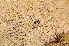  ( - O-L-154783)  @11 [ ] CreativeCommons - Attribution Non-Commercial (2013) Einar Timdal Natural History Museum, University of Oslo, Norway