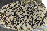  ( - O-L-163471)  @11 [ ] CreativeCommons - Attribution Non-Commercial (2013) Einar Timdal Natural History Museum, University of Oslo, Norway
