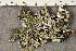  ( - O-L-163526)  @11 [ ] CreativeCommons - Attribution Non-Commercial (2016) Trude Magnussen University of Oslo, Natural History Museum