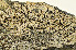  ( - O-L-163624)  @11 [ ] CreativeCommons - Attribution Non-Commercial (2013) Einar Timdal Natural History Museum, University of Oslo, Norway