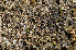  ( - O-L-164793)  @11 [ ] CreativeCommons - Attribution Non-Commercial (2013) Einar Timdal Natural History Museum, University of Oslo, Norway