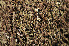  ( - O-L-165025)  @11 [ ] CreativeCommons - Attribution Non-Commercial (2014) Einar Timdal Natural History Museum, University of Oslo, Norway