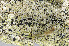  ( - O-L-165043)  @11 [ ] CreativeCommons - Attribution Non-Commercial (2013) Einar Timdal Natural History Museum, University of Oslo, Norway