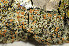  ( - O-L-165166)  @11 [ ] CreativeCommons - Attribution Non-Commercial (2013) Einar Timdal Natural History Museum, University of Oslo, Norway