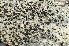  (Lecidella tumidula - O-L-165658)  @11 [ ] CreativeCommons - Attribution Non-Commercial (2013) Einar Timdal Natural History Museum, University of Oslo, Norway