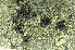  ( - O-L-165755)  @11 [ ] CreativeCommons - Attribution Non-Commercial (2013) Einar Timdal Natural History Museum, University of Oslo, Norway