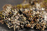  ( - O-L-167355)  @11 [ ] CreativeCommons - Attribution Non-Commercial (2014) Einar Timdal Natural History Museum, University of Oslo, Norway