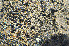  (Lecidella effugiens - O-L-170635)  @11 [ ] CreativeCommons - Attribution Non-Commercial (2013) Einar Timdal Natural History Museum, University of Oslo, Norway