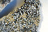  ( - O-L-173841)  @11 [ ] CreativeCommons - Attribution Non-Commercial (2013) Einar Timdal Natural History Museum, University of Oslo, Norway