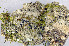  ( - O-L-175097)  @11 [ ] CreativeCommons - Attribution Non-Commercial (2013) Einar Timdal Natural History Museum, University of Oslo, Norway