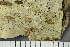  ( - O-L-175162)  @11 [ ] by-nc (2020) Einar Timdal Natural History Museum, University of Oslo, Norway