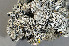  ( - O-L-175189)  @11 [ ] CreativeCommons - Attribution Non-Commercial (2013) Einar Timdal Natural History Museum, University of Oslo, Norway