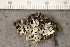  ( - O-L-176827)  @11 [ ] CreativeCommons - Attribution Non-Commercial (2015) Trude Magnussen Natural History Museum, University of Oslo, Norway