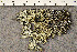  ( - O-L-177182)  @11 [ ] CreativeCommons - Attribution Non-Commercial (2016) Trude Magnussen University of Oslo, Natural History Museum