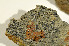  ( - O-L-177770)  @11 [ ] CreativeCommons - Attribution Non-Commercial (2013) Einar Timdal Natural History Museum, University of Oslo, Norway