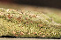  ( - O-L-179533)  @11 [ ] CreativeCommons - Attribution Non-Commercial (2014) Einar Timdal Natural History Museum, University of Oslo, Norway