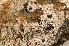  ( - O-L-179637)  @11 [ ] CreativeCommons - Attribution Non-Commercial (2014) Einar Timdal Natural History Museum, University of Oslo, Norway