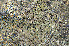  ( - O-L-179778)  @11 [ ] CreativeCommons - Attribution Non-Commercial (2013) Einar Timdal Natural History Museum, University of Oslo, Norway