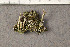  (Cladonia decorticata - O-L-179910)  @11 [ ] CreativeCommons - Attribution Non-Commercial (2015) Trude Magnussen Natural History Museum, University of Oslo, Norway