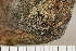  ( - O-L-179951)  @11 [ ] CreativeCommons - Attribution Non-Commercial (2017) Einar Timdal Natural History Museum, University of Oslo, Norway