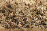  ( - O-L-182211)  @11 [ ] CreativeCommons - Attribution Non-Commercial (2014) Einar Timdal Natural History Museum, University of Oslo, Norway