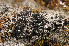  (Lecidella wulfenii - O-L-182213)  @11 [ ] CreativeCommons - Attribution Non-Commercial (2014) Einar Timdal Natural History Museum, University of Oslo, Norway