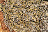  ( - O-L-182281)  @11 [ ] CreativeCommons - Attribution Non-Commercial (2014) Einar Timdal Natural History Museum, University of Oslo, Norway