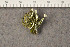  (Asterochloris - O-L-183618)  @11 [ ] CreativeCommons - Attribution Non-Commercial (2015) Trude Magnussen Natural History Museum, University of Oslo, Norway