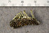  ( - O-L-183619)  @11 [ ] CreativeCommons - Attribution Non-Commercial (2015) Trude Magnussen Natural History Museum, University of Oslo, Norway