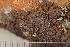  (Acarospora sp. MW04 - O-L-183819)  @11 [ ] CreativeCommons - Attribution Non-Commercial (2016) Alica Kosuthova Slovak Academy of Science