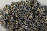  ( - O-L-184297)  @11 [ ] CreativeCommons - Attribution Non-Commercial (2013) Einar Timdal Natural History Museum, University of Oslo, Norway