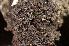  ( - O-L-184542)  @11 [ ] CreativeCommons - Attribution Non-Commercial (2014) Einar Timdal Natural History Museum, University of Oslo, Norway