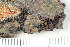  ( - O-L-184627)  @11 [ ] by-nc (2020) Einar Timdal Natural History Museum, University of Oslo, Norway