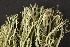  (Cladonia cyanipes - O-L-184716)  @11 [ ] CreativeCommons - Attribution Non-Commercial (2013) Siri Rui Natural History Museum, University of Oslo, Norway