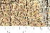  (Acarospora fuscata - O-L-186056)  @11 [ ] by-nc (2020) Einar Timdal Natural History Museum, University of Oslo, Norway