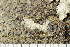  ( - O-L-186342)  @11 [ ] by-nc (2020) Einar Timdal Natural History Museum, University of Oslo, Norway