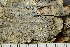  ( - O-L-187188)  @11 [ ] by-nc (2020) Einar Timdal Natural History Museum, University of Oslo, Norway